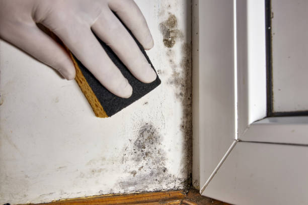 Best Dehumidification Services  in North Hobbs, NM